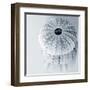 Midnight Urchins-Tracey Telik-Framed Art Print