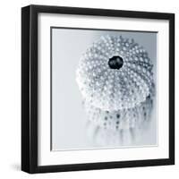 Midnight Urchins-Tracey Telik-Framed Art Print