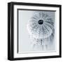 Midnight Urchins-Tracey Telik-Framed Art Print