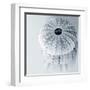 Midnight Urchins-Tracey Telik-Framed Art Print