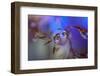 Midnight-Heidi Westum-Framed Photographic Print