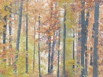 Birch Forest - Dusk-Midori Greyson-Giclee Print