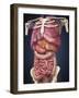 Midsection View Showing Internal Organs of Human Body-Stocktrek Images-Framed Art Print