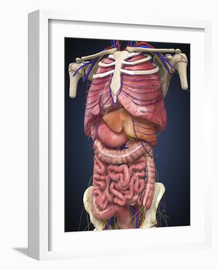 Midsection View Showing Internal Organs of Human Body-Stocktrek Images-Framed Art Print