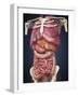 Midsection View Showing Internal Organs of Human Body-Stocktrek Images-Framed Art Print