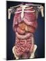 Midsection View Showing Internal Organs of Human Body-Stocktrek Images-Mounted Art Print