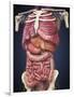 Midsection View Showing Internal Organs of Human Body-Stocktrek Images-Framed Art Print