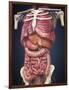 Midsection View Showing Internal Organs of Human Body-Stocktrek Images-Framed Art Print