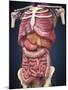 Midsection View Showing Internal Organs of Human Body-Stocktrek Images-Mounted Art Print