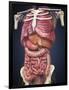 Midsection View Showing Internal Organs of Human Body-Stocktrek Images-Framed Art Print