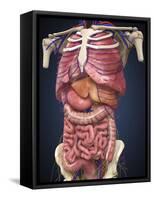 Midsection View Showing Internal Organs of Human Body-Stocktrek Images-Framed Stretched Canvas