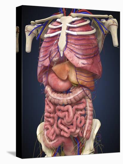 Midsection View Showing Internal Organs of Human Body-Stocktrek Images-Stretched Canvas