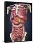 Midsection View Showing Internal Organs of Human Body-Stocktrek Images-Framed Stretched Canvas