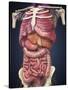 Midsection View Showing Internal Organs of Human Body-Stocktrek Images-Stretched Canvas