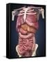 Midsection View Showing Internal Organs of Human Body-Stocktrek Images-Framed Stretched Canvas