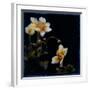 Midsummer Night Bloom III-Douglas-Framed Giclee Print