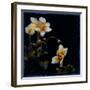 Midsummer Night Bloom III-Douglas-Framed Giclee Print