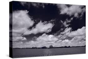 Midwest Corn Field BW-Steve Gadomski-Stretched Canvas