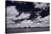 Midwest Corn Field BW-Steve Gadomski-Stretched Canvas