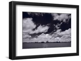 Midwest Corn Field BW-Steve Gadomski-Framed Photographic Print