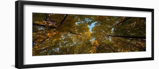 Midwest Forest Canopy-Steve Gadomski-Framed Photographic Print