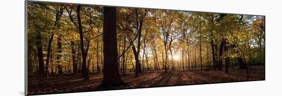 Midwest Forest-Steve Gadomski-Mounted Photographic Print