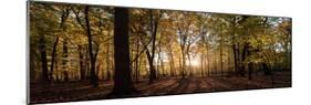 Midwest Forest-Steve Gadomski-Mounted Photographic Print