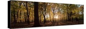 Midwest Forest-Steve Gadomski-Stretched Canvas