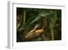 Midwest Harvest-Steve Gadomski-Framed Photographic Print