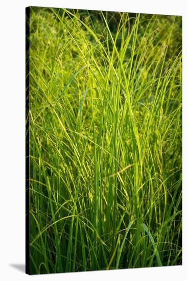 Midwest Prairie Grasses-Steve Gadomski-Stretched Canvas