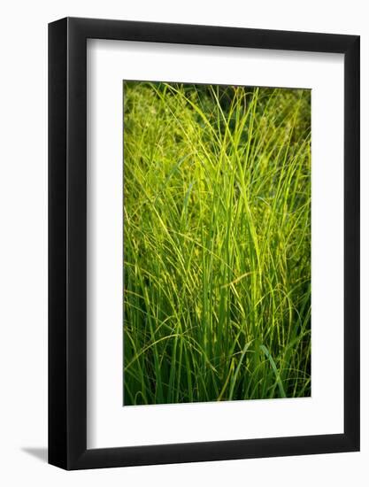 Midwest Prairie Grasses-Steve Gadomski-Framed Photographic Print
