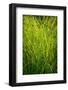 Midwest Prairie Grasses-Steve Gadomski-Framed Photographic Print