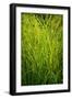 Midwest Prairie Grasses-Steve Gadomski-Framed Photographic Print