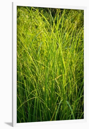 Midwest Prairie Grasses-Steve Gadomski-Framed Photographic Print