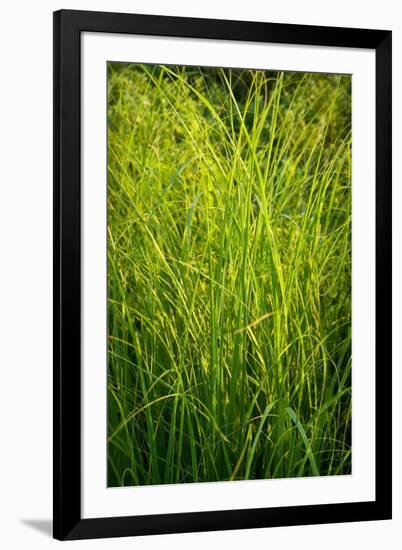 Midwest Prairie Grasses-Steve Gadomski-Framed Premium Photographic Print