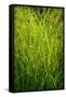 Midwest Prairie Grasses-Steve Gadomski-Framed Stretched Canvas