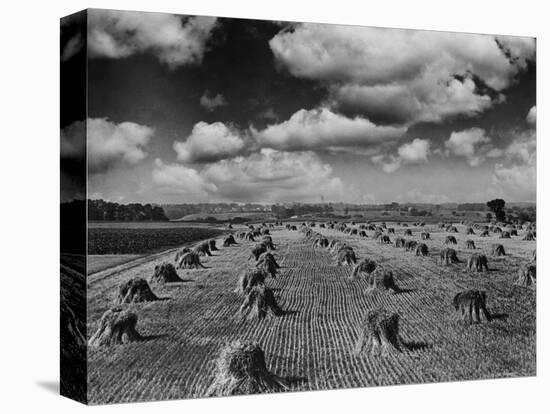 Midwestern Wheat Field at Harvest Time-Bettmann-Stretched Canvas