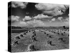 Midwestern Wheat Field at Harvest Time-Bettmann-Stretched Canvas