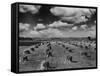 Midwestern Wheat Field at Harvest Time-Bettmann-Framed Stretched Canvas