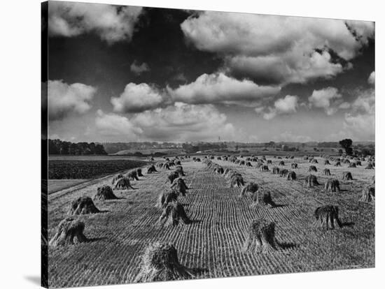 Midwestern Wheat Field at Harvest Time-Bettmann-Stretched Canvas