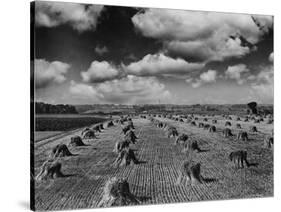 Midwestern Wheat Field at Harvest Time-Bettmann-Stretched Canvas