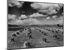 Midwestern Wheat Field at Harvest Time-Bettmann-Mounted Photographic Print