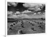 Midwestern Wheat Field at Harvest Time-Bettmann-Framed Photographic Print