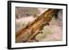 Mighty Merced River and Tree, Yosemite-Vincent James-Framed Photographic Print