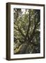 Mighty oak in the sunlight.-Nadja Jacke-Framed Photographic Print