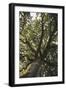 Mighty oak in the sunlight.-Nadja Jacke-Framed Photographic Print