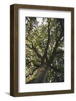 Mighty oak in the sunlight.-Nadja Jacke-Framed Photographic Print