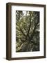 Mighty oak in the sunlight.-Nadja Jacke-Framed Photographic Print