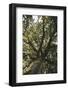 Mighty oak in the sunlight.-Nadja Jacke-Framed Photographic Print