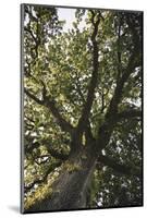Mighty oak in the sunlight.-Nadja Jacke-Mounted Photographic Print